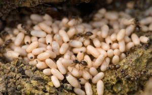 شركة مكافحة النمل الابيض بالرياض
