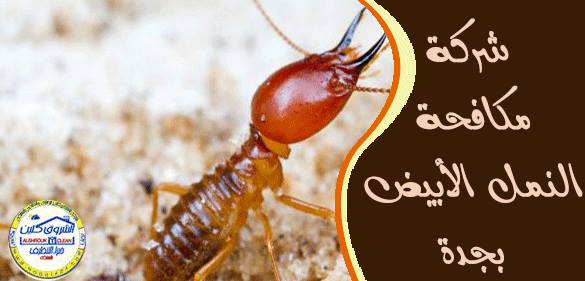 شركة مكافحة النمل الابيض بجدة