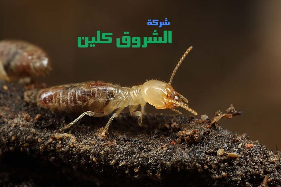 شركة مكافحة حشرات بمكة